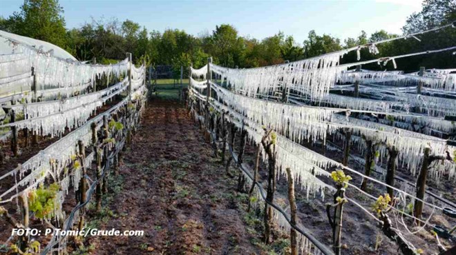 POGANA VLAKA: Vinograd u ledenoj haljini FOTO