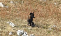 Na Jelovači fotografirana crna vučica FOTO