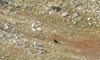 Na Jelovači fotografirana crna vučica FOTO
