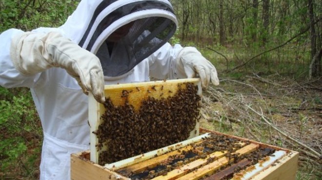Ovo su simptomi trovanja pčela