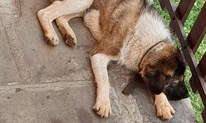 Pronađen pas u Grudama