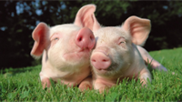 U Hrvatskoj eutanazija svinja
