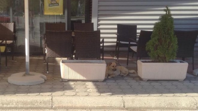 Pas Riki svoju vlasnicu Sanju svaki dan prati na posao i čeka osam sati da joj završi smjena