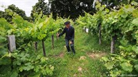 Obavijest za vinogradare iz Zavoda za poljoprivredu ŽZH