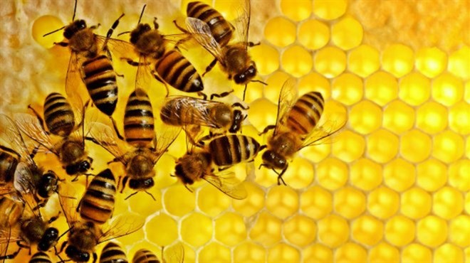 Pčela test na koronu