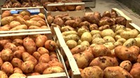 Porasla prodaja krumpira na tržnicama 