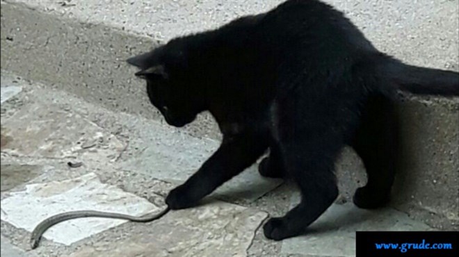 FOTO: Crna mačka bila kobna za zmiju u Grudama, zoolozi pozivaju na oprez