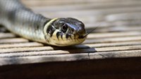Najezda zmija u Hercegovini