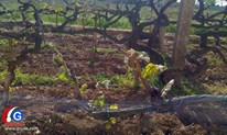FOTO: Mraz uništio usjeve i vinograde u Grudama, štete u Hercegovini biti će milijunske