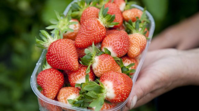 Sezonce u poljoprivredi platili bi zlatom