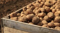 Čapljina: Prvi put u ponudi jesenski mladi krumpir iz - plastenika
