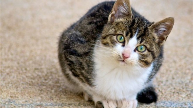 Je li istina da mačke svoje vlasnike vole samo dok ih hrane? Evo odgovora