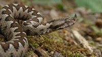 Zmijolovci u Hrvatskoj zatrpani pozivima, zmije već izlaze iz hibernacije