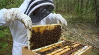U Međimurju pomor pčela, sve inspekcije na terenu istražuju uzrok