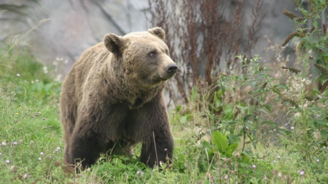 Tomić otkrio detalje borbe s medvjedom: Osjetio sam kako me kida