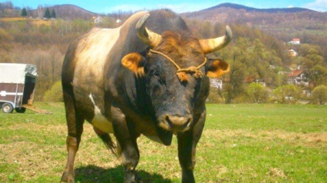 Nakon Posušja, napad bika i u Kupresu