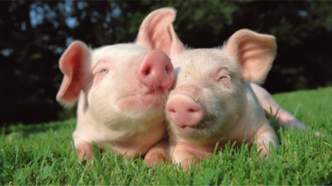 U Hrvatskoj eutanazija svinja