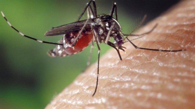 Najezda komaraca, ubadaju i do 50 puta po minuti