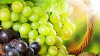 Vinogradari u Hercegovini očekuju dobar rod grožđa