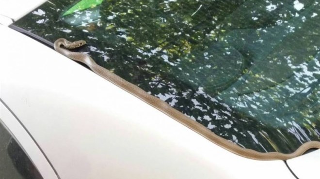 ŠOK I PANIKA: Djevojkama zmija ušla u automobil