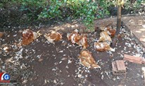 Džudžan obezglavio kokoši u središtu Gruda, osam ih palo pod okriljem noći