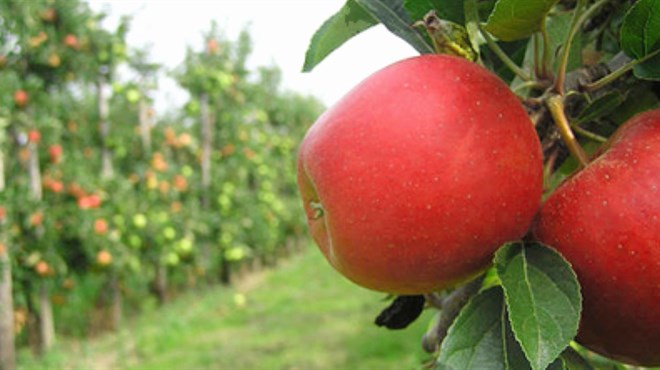 Znanstvenici savjetuju kako isprati pesticide s voća: Umjesto mlaza vode, predlažu sastojak koji svi imaju kod kuće