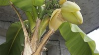 EGZOTIKA U IMOTSKOM Procvjetale banane