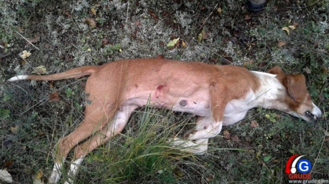 Vuk u Tihaljini pojeo psa, mjesec dana nakon što je jednog zadavio i ostavio