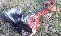 UZNEMIRUJUĆA FOTOGRAFIJA: Vuk na staru godinu razderao psa u Dragićini