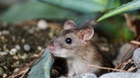 Miševi prave probleme Imoćanima