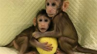 Kinezi klonirali majmune, tvrde da neće ljude