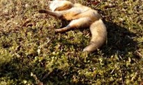 Nakon vukova, stalni problem u Grudama i Hercegovini su i lisice