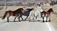 Divlji konji stvaraju probleme vozačima na dionici Livno-Kupres