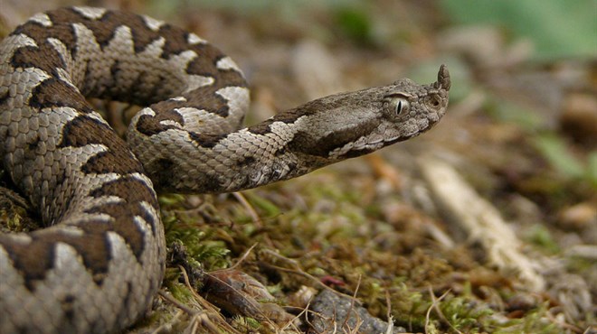 Oprez: U Hercegovini se pojavile prve zmije 