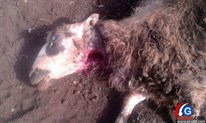 FOTO: Vuk zaklao ovcu u Borajni, hrabri pas Medo spriječio pokolj
