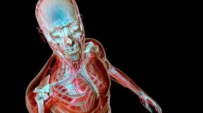Otkriven novi organ u ljudskom tijelu