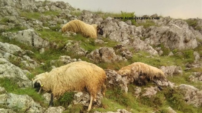 Grom usmrtio više ovaca iznad duvanjskog sela, čoban se onesvijestio