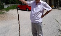 Grudski profesor uređivao lovor višnju, zmija dugačka 140 centimetara nije ga uspjela iznenaditi
