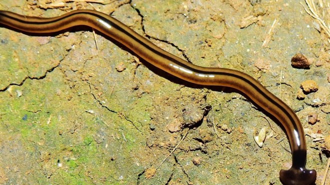 Biolozi šokirani: Gigantski crvi stigli u Europu