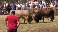Borbu bikova DANAS u Dalmaciji prekinula policija