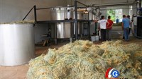 Grude: Destilerija iz Drinovaca otkupila 150 tona smilja FOTO