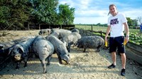 Vida uzgaja autohtone crne svinje! Ima ih 200 i planira na farmu kad završi karijeru