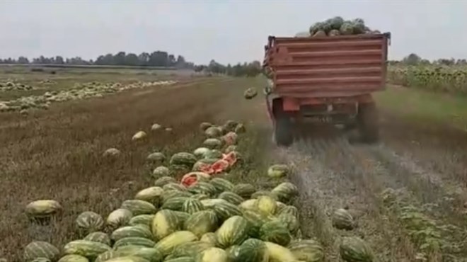 SLAVONIJA: Bacio 25 tona lubenice na oranicu: 'Gdje pronaći volju za ostanak' 