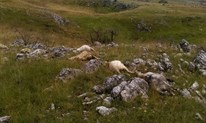 Tomislavgrad: Grom ubio ovce i janjad, pastir se nalazio 30 metara od mjesta užasa