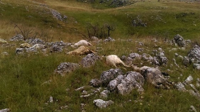 Tomislavgrad: Grom ubio ovce i janjad, pastir se nalazio 30 metara od mjesta užasa