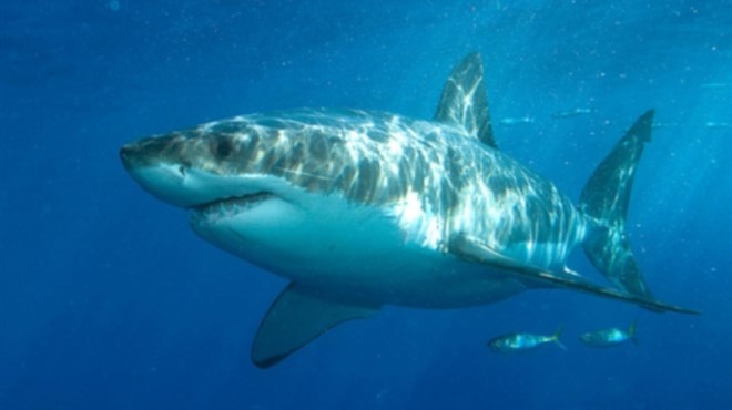 Zbog zagrijavanja mora, u Jadran dolaze nove vrste morskih pasa