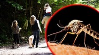 Virus zapadnog Nila stigao u Hrvatsku, komarci su glavni prenositelji, a evo što kaže i struka