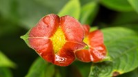 Biljka čiji cvijet frapantno nalikuje ljudskim usnama