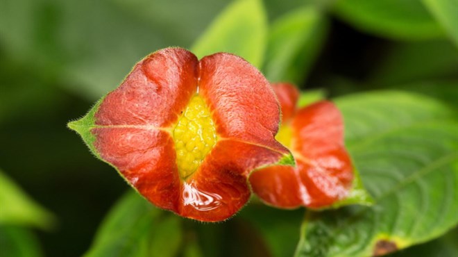 Biljka čiji cvijet frapantno nalikuje ljudskim usnama