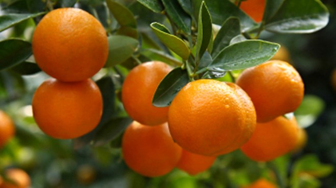 Opuzenac nudi 500 kn dnevno za branje mandarina, no postoji jedan veliki problem